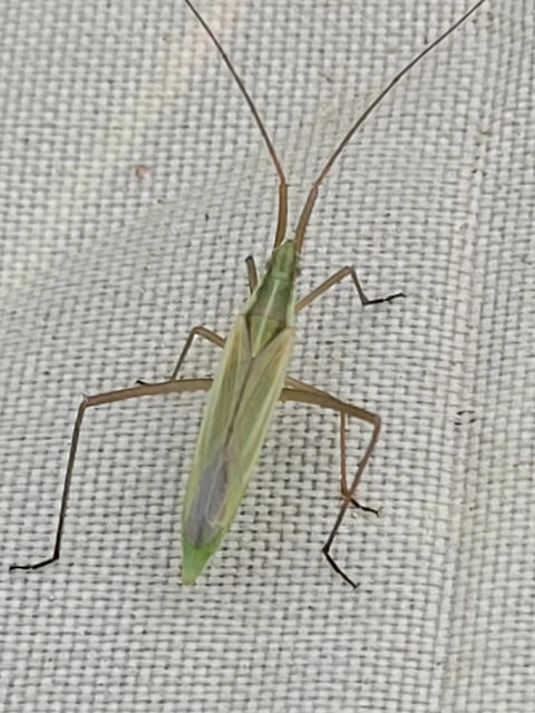 Megaloceroea recticornis - hosszúcsápú mezeipoloska