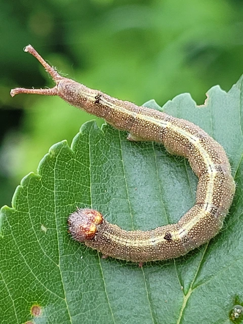 Dicranura ulmi - szilfa-púposszövő