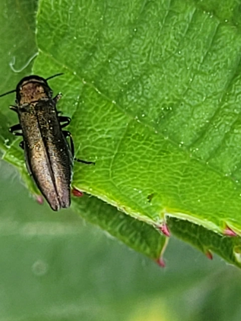 Agrilus cuprescens - földiszeder-karcsúdíszbogár