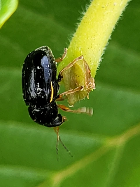 Cryptocephalus bameuli/flavipes
