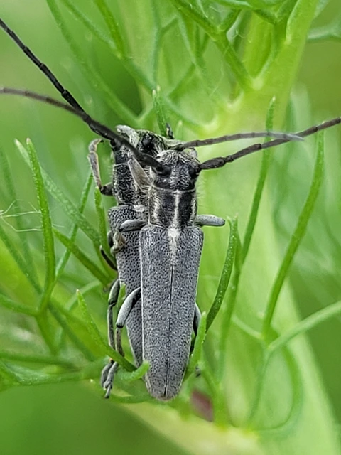 Phytoecia nigricornis - ürömcincér