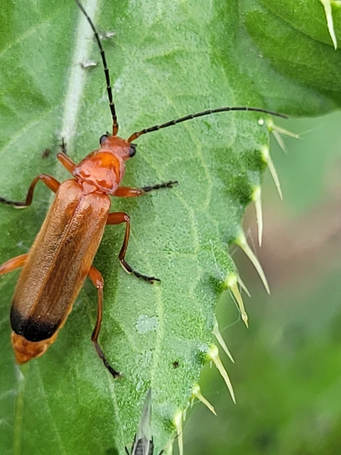 Rhagonycha fulva - feketevégű lágybogár