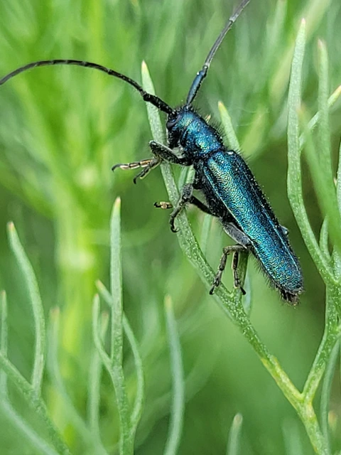 Agapanthia violacea - kék somkórócincér