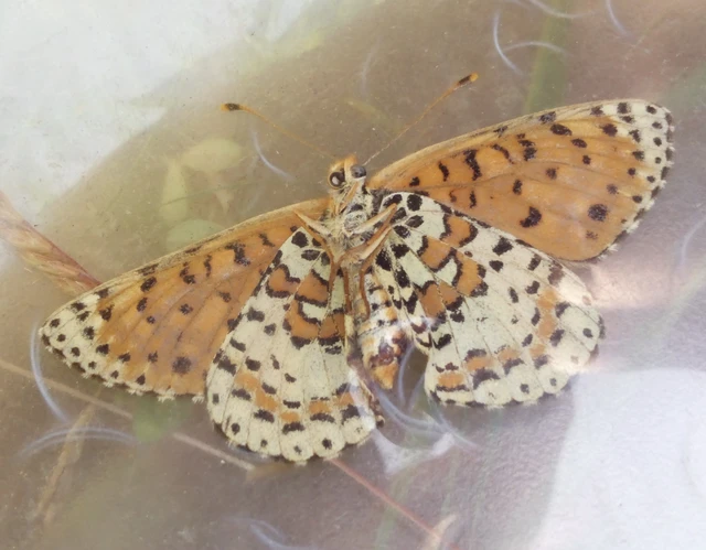 Melitaea didyma - tüzes tarkalepke