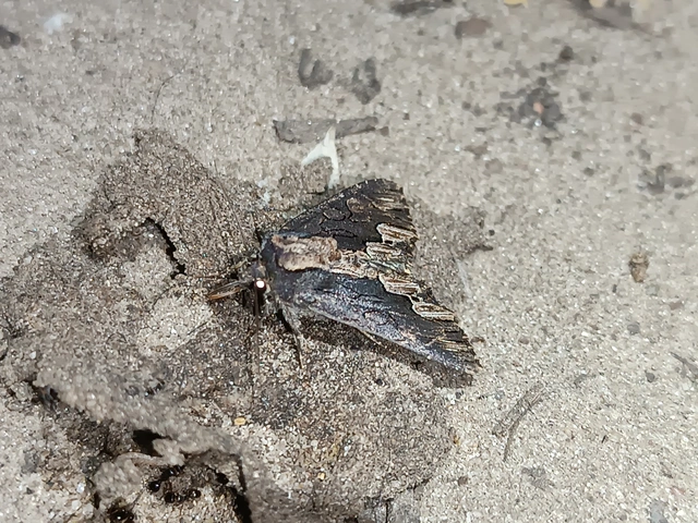 Dypterygia scabriuscula - szurokbarna nyáribagoly