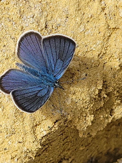 Cyaniris semiargus - aprószemes boglárka
