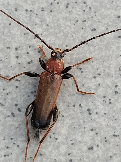 Phymatodes testaceus - változékony korongcincér