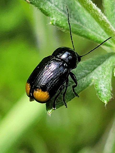 Cryptocephalus biguttatus