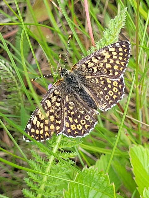 Melitaea cinxia - réti tarkalepke