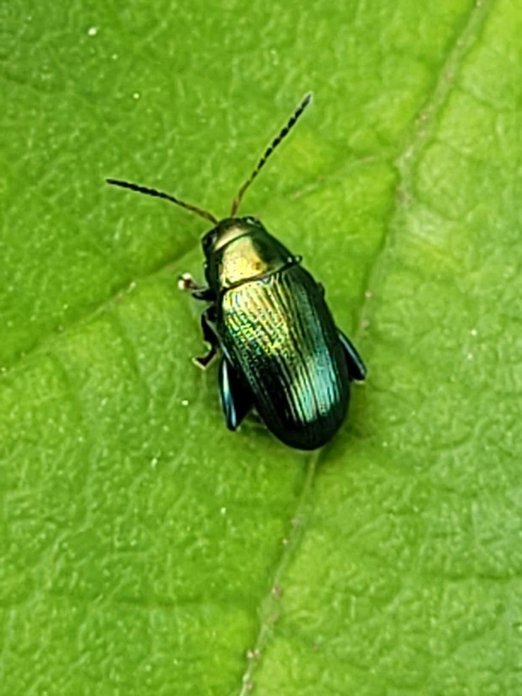 Chaetocnema chlorophana - zöld pázsitfű-földibolha Chaetocnema chlorophana - zöld pázsitfű-földibolha