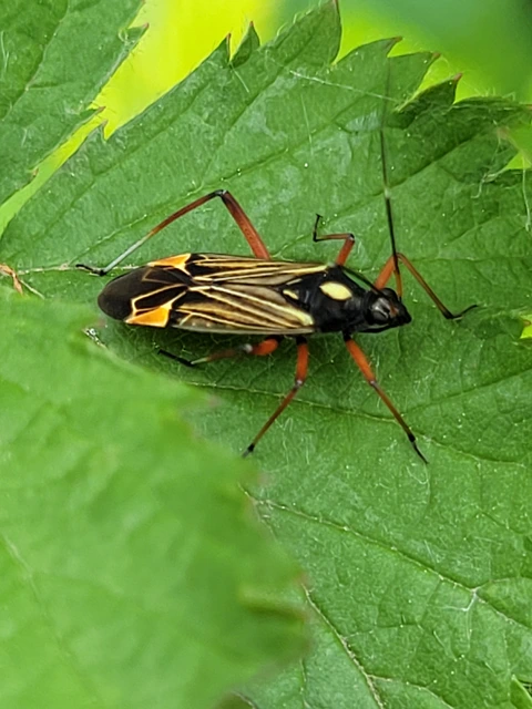 Miris striatus - sávos mezeipoloska
