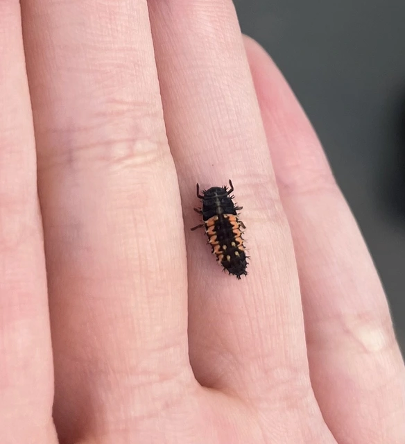 Harmonia axyridis - harlekinkatica