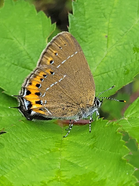 Satyrium pruni - szilvafa-csücsköslepke