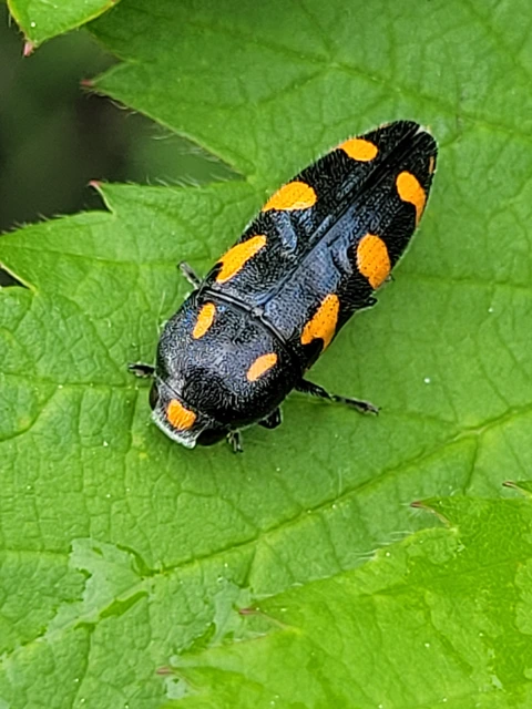 Ptosima undecimmaculata - sárgafoltos díszbogár