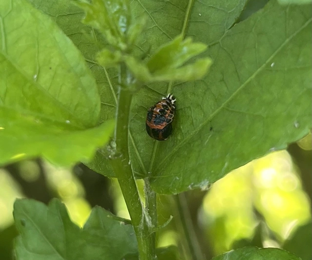 Harmonia axyridis - harlekinkatica