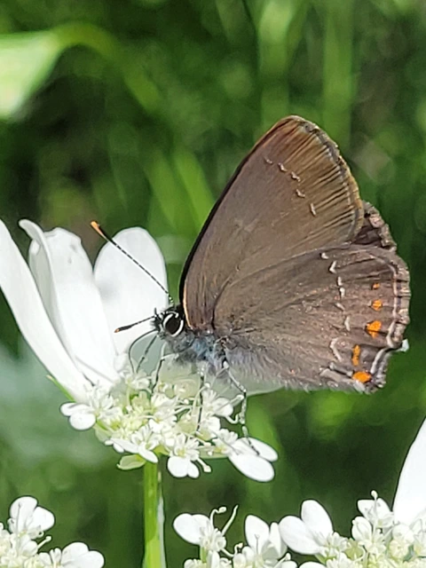 Satyrium ilicis - tölgyfa-csücsköslepke