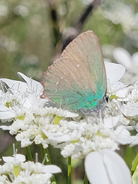 Callophrys rubi - zöldfonákú lepke