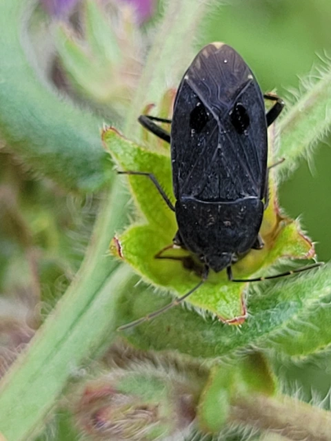 Graptopeltus validus