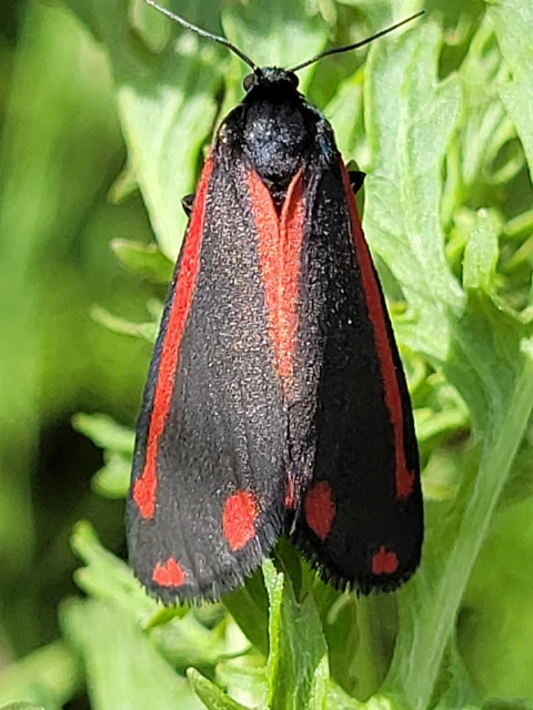Tyria jacobaeae - jakabfű-medvelepke