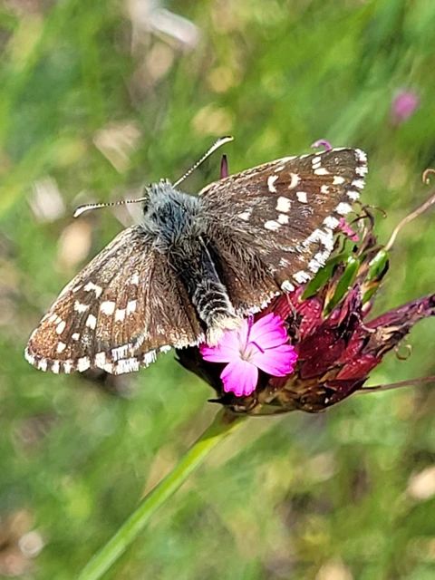 Pyrgus armoricanus - feles busalepke