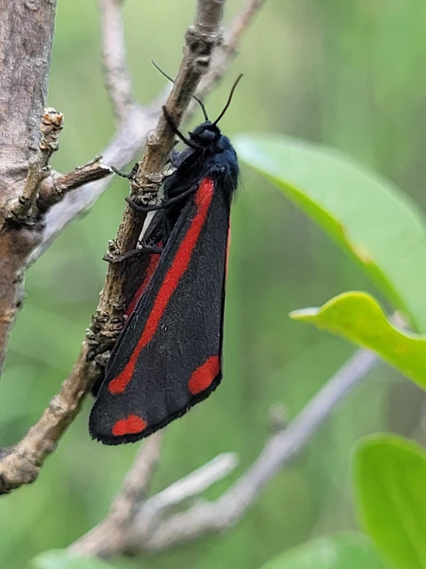 Tyria jacobaeae - jakabfű-medvelepke