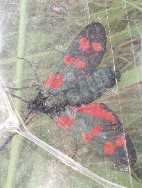 Zygaena filipendulae - acélszínű csüngőlepke