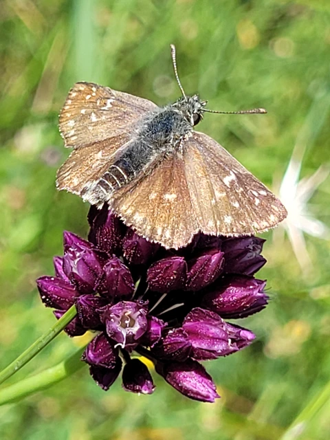 Spialia orbifer - törpe busalepke