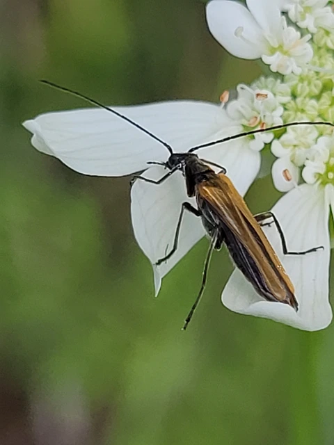Oedemera femorata - sárgahátú álcincér