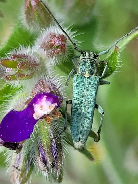Phytoecia coerulescens - kígyósziszcincér