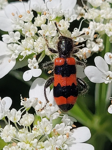 Trichodes apiarius - szalagos méhészbogár