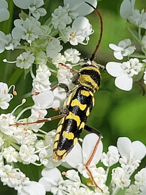 Echinocerus floralis - lucerna-darázscincér