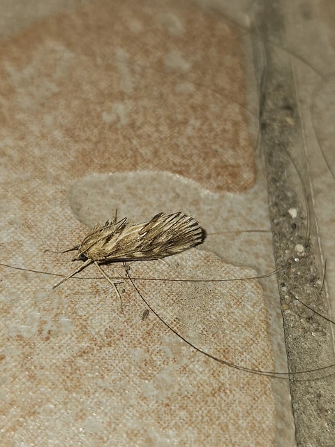 Cynaeda dentalis - gyakori ciframoly