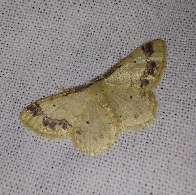 Idaea trigeminata - csúcsfoltos apróaraszoló
