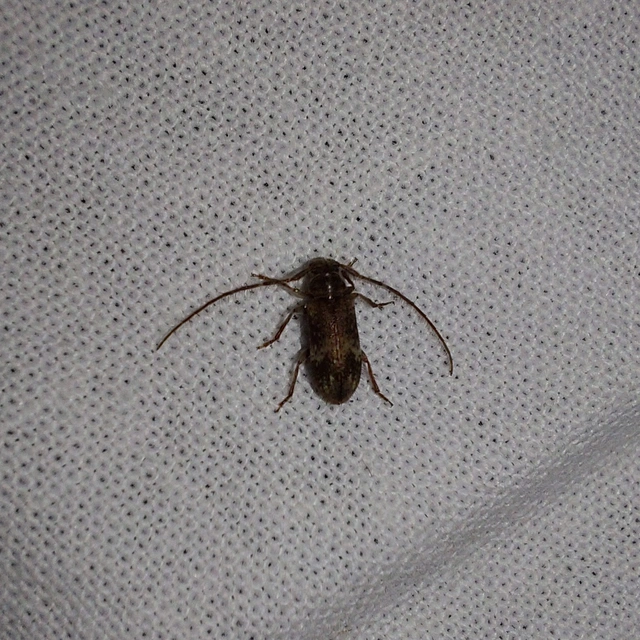Exocentrus adspersus - tölgyfa-rőzsecincér