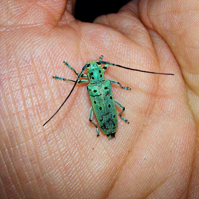 Saperda punctata - pettyes szilcincér Saperda punctata - pettyes szilcincér