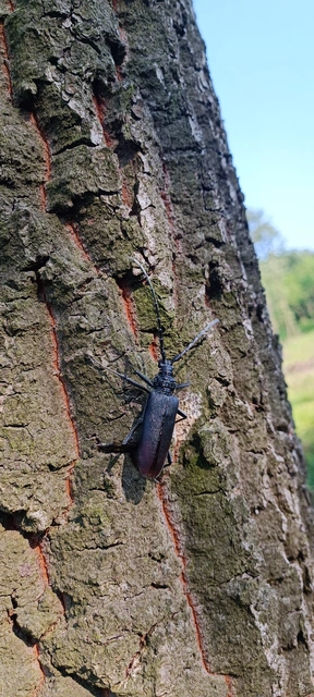 Cerambyx cerdo - nagy hőscincér
