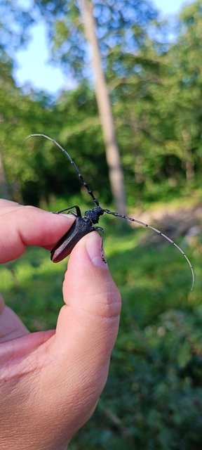Cerambyx cerdo - nagy hőscincér