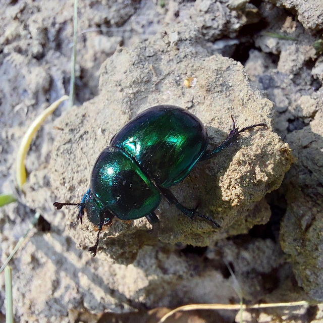 Trypocopris vernalis - tavaszi álganéjtúró