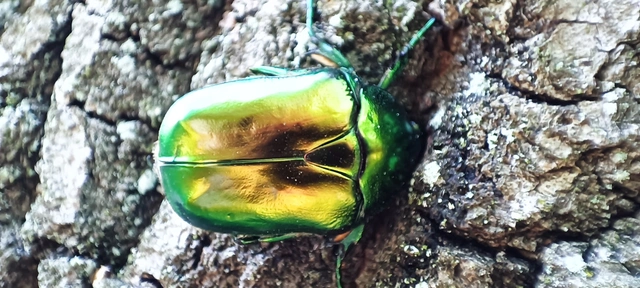 Protaetia speciosissima - pompás virágbogár