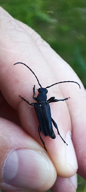 Stictoleptura scutellata - hegyi virágcincér