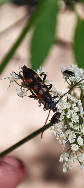 Anoplodera sexguttata - foltos virágcincér