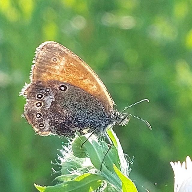 Coenonympha glycerion - közönséges szénalepke