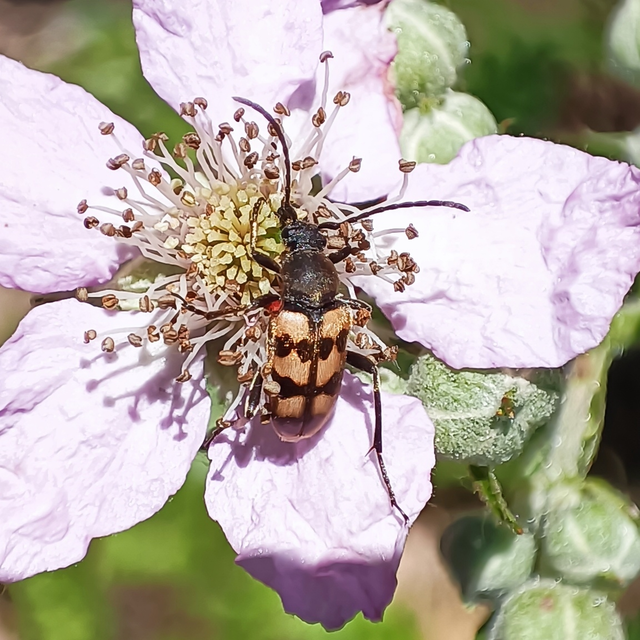 Pachytodes erraticus - rajzos virágcincér