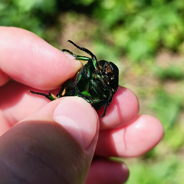 Protaetia speciosissima - pompás virágbogár