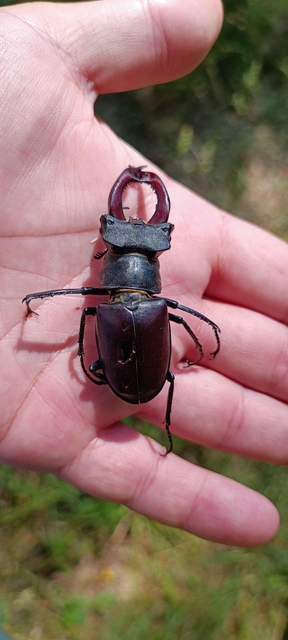 Lucanus cervus - nagy szarvasbogár