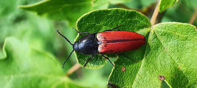 Ampedus