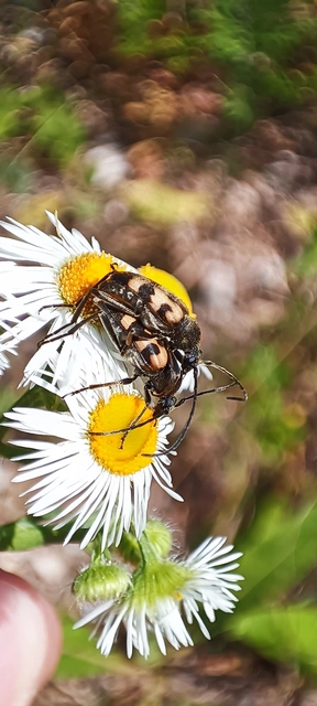 Pachytodes erraticus - rajzos virágcincér