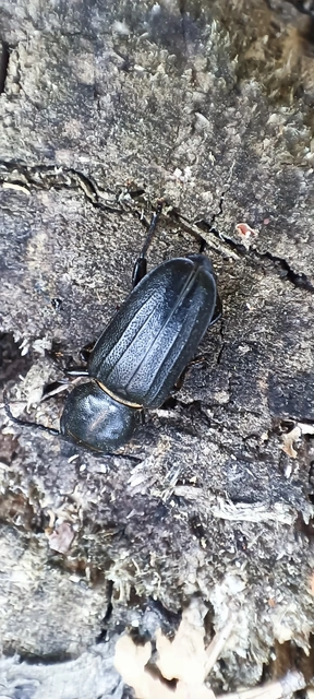 Spondylis buprestoides - erdei félcincér