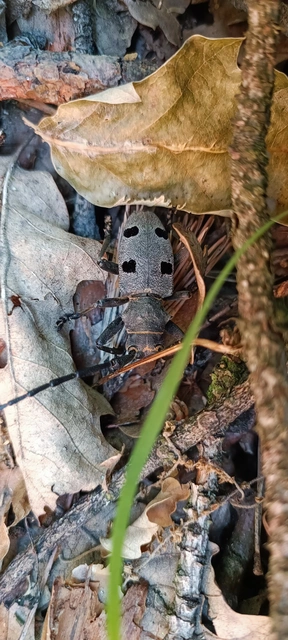 Morimus asper funereus - gyászcincér