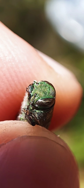 Chrysobothris affinis - aranypettyes díszbogár